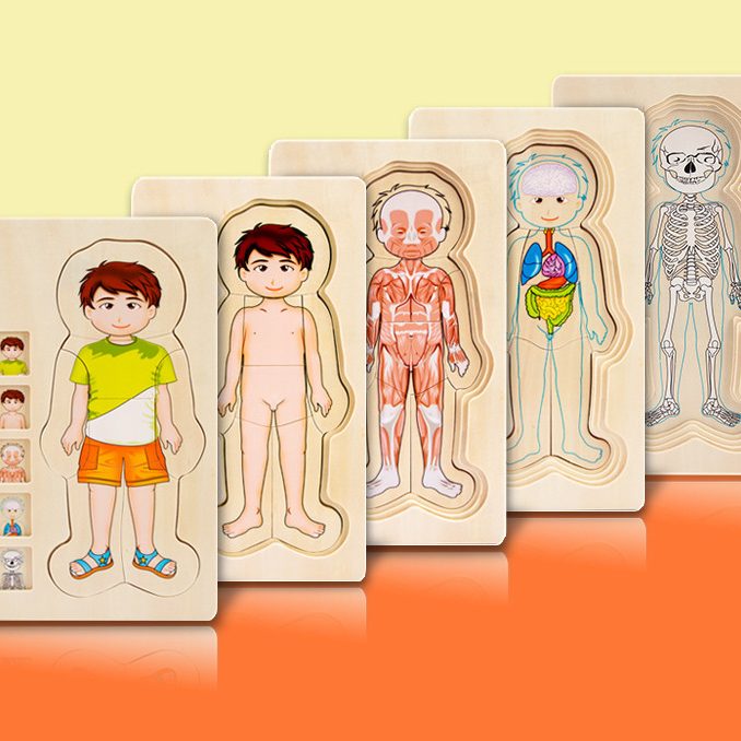 Puzzle en bois multicouche anatomie humaine squelette muscles