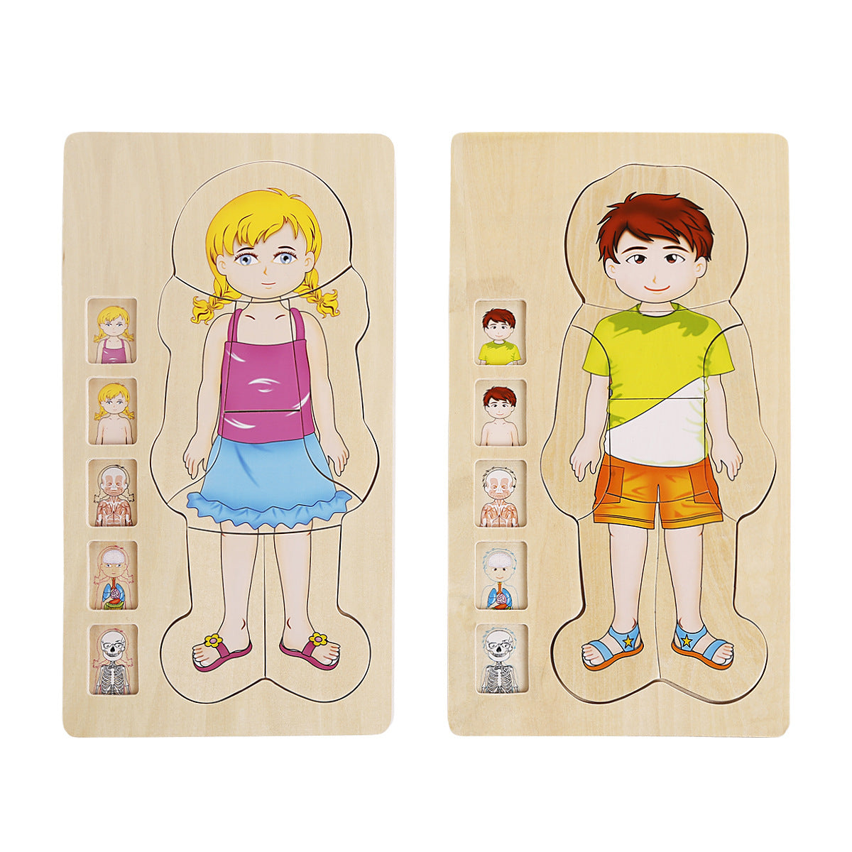 Puzzle en bois multicouche anatomie humaine squelette muscles